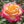 Yellow Pink Rose Flower Seeds for Planting – Heirloom, Non-GMO, Organic Garden Seeds with High Germination Rate