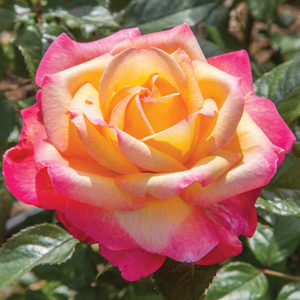Yellow Pink Rose Flower Seeds for Planting – Heirloom, Non-GMO, Organic Garden Seeds with High Germination Rate