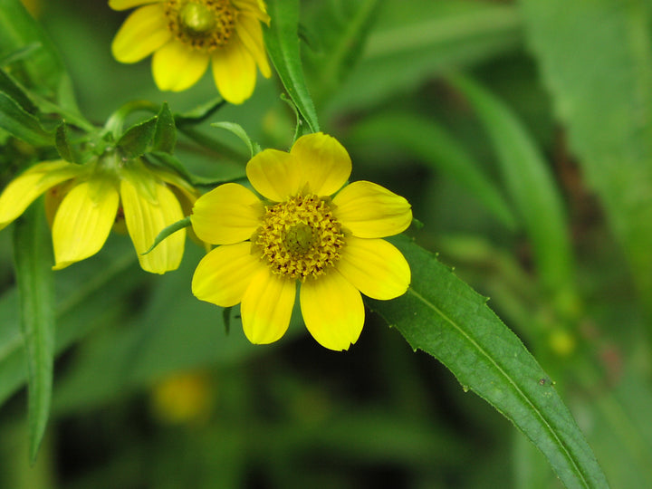 Bidens Cernua Flower Seeds for Planting – Heirloom Non-GMO Cut Flower, High Germination Organic Garden Seeds