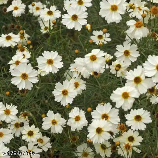 White Coreopsis Flower seeds for Planting - Shade Tolerant, Heirloom & GMO Free Seeds for Home Garden