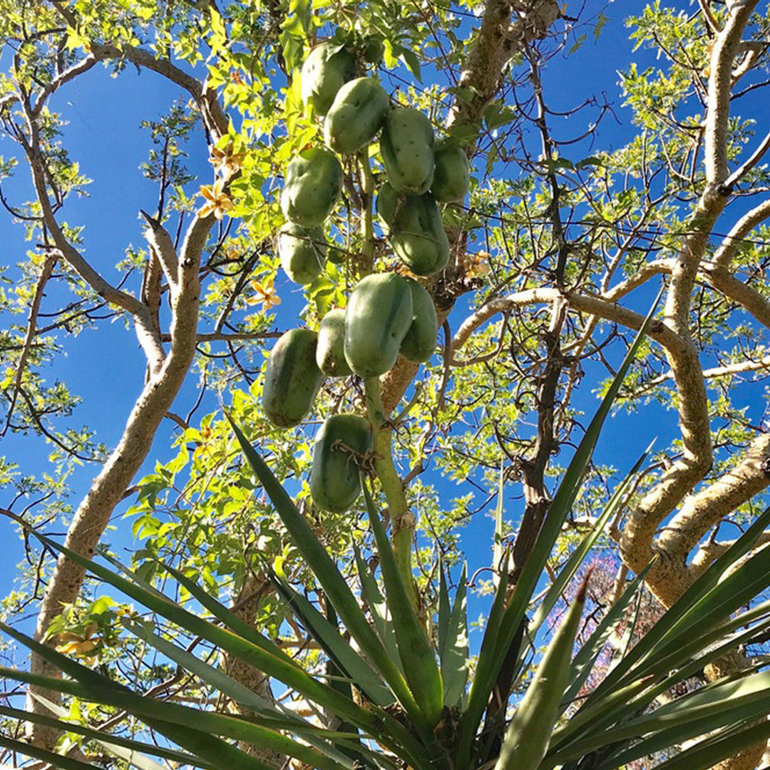 Banana Yucca fruit seeds for planting – Heirloom & Non-GMO garden seeds, drought-tolerant desert variety