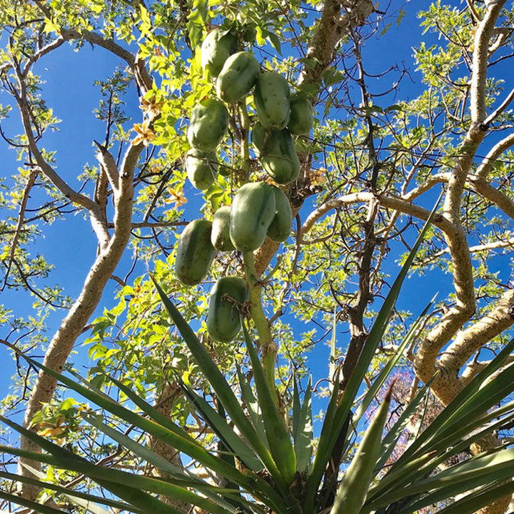 Banana Yucca fruit seeds for planting – Heirloom & Non-GMO garden seeds, drought-tolerant desert variety