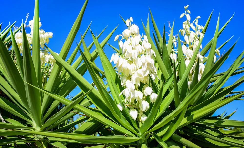 Yucca Flower Seeds for Planting – Heirloom, Non-GMO, High Germination Organic Garden Seeds