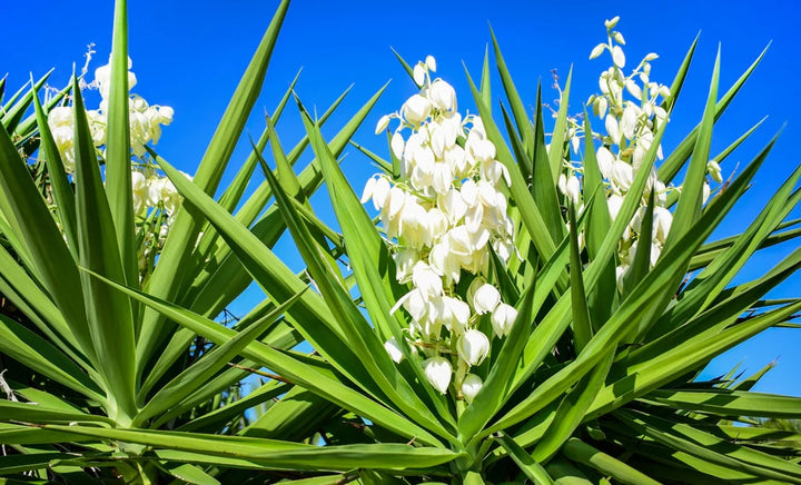 Yucca Flower Seeds for Planting – Heirloom, Non-GMO, High Germination Organic Garden Seeds