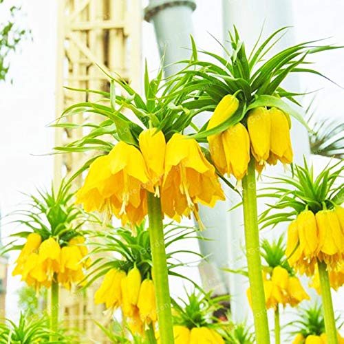 Yellow Imperial Wang Fritillaria Seeds for Planting – Heirloom, Non-GMO, High Germination Organic Garden Seeds for Cut Flowers