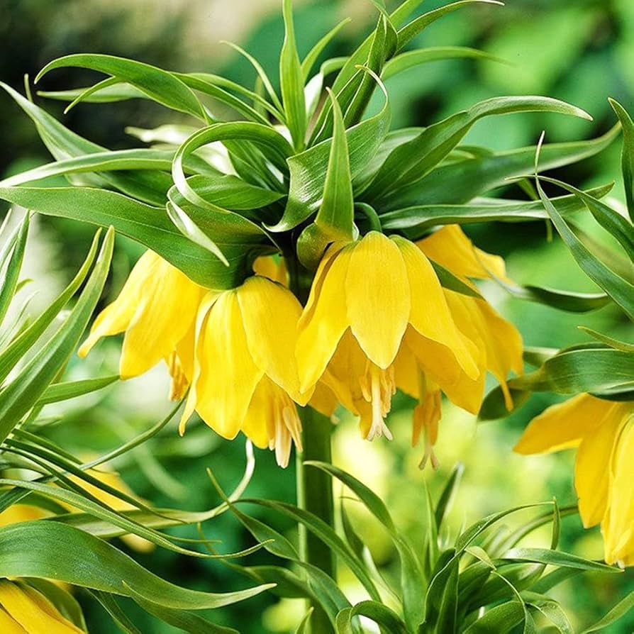 Yellow Imperial Wang Fritillaria Seeds for Planting – Heirloom, Non-GMO, High Germination Organic Garden Seeds for Cut Flowers