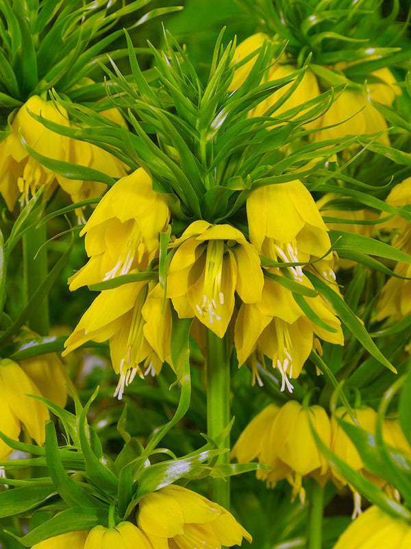 Yellow Imperial Wang Fritillaria Seeds for Planting – Heirloom, Non-GMO, High Germination Organic Garden Seeds for Cut Flowers