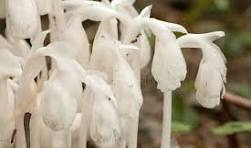 White Monotropa Uniflora Flower Seeds for Planting - Heirloom, Non-GMO & High Germination Garden Seeds, 100pcs