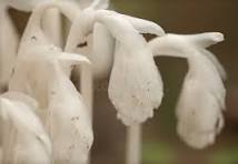 White Monotropa Uniflora Flower Seeds for Planting - Heirloom, Non-GMO & High Germination Garden Seeds, 100pcs