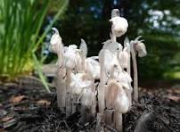 White Monotropa Uniflora Flower Seeds for Planting - Heirloom, Non-GMO & High Germination Garden Seeds, 100pcs