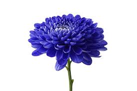 Purple Blue Chrysanthemum Flower Seeds for Planting | Heirloom Non-GMO Organic Garden Seeds | Compact Growth, 100pcs