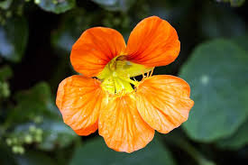 Nasturtium Flower Seeds for Planting – Cottage Garden Essential, Heirloom & Non-GMO Organic Garden Seeds