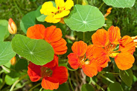 Nasturtium Flower Seeds for Planting – Cottage Garden Essential, Heirloom & Non-GMO Organic Garden Seeds
