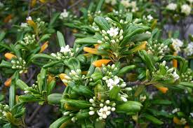 Pittosporum Tobira Flower Seeds for Planting – Cut Flower Favorite, Heirloom & Non-GMO Organic Garden Seeds