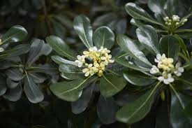 Pittosporum Tobira Flower Seeds for Planting – Cut Flower Favorite, Heirloom & Non-GMO Organic Garden Seeds