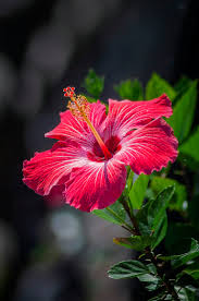 Hibiscus Flower Seeds for Planting - Sun Loving, Heirloom, Non-GMO & High Germination Garden Seeds, 100pcs