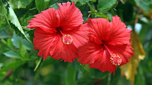 Hibiscus Flower Seeds for Planting - Sun Loving, Heirloom, Non-GMO & High Germination Garden Seeds, 100pcs