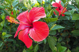 Hibiscus Flower Seeds for Planting - Sun Loving, Heirloom, Non-GMO & High Germination Garden Seeds, 100pcs