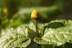 Acmella Flower Seeds for Planting - Cut Flower Favorite, Heirloom, Non-GMO & High Germination Garden Seeds, 100pcs