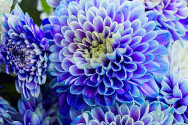 Purple Blue Chrysanthemum Flower Seeds for Planting | Heirloom Non-GMO Organic Garden Seeds | Compact Growth, 100pcs