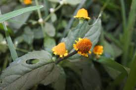 Acmella Flower Seeds for Planting - Cut Flower Favorite, Heirloom, Non-GMO & High Germination Garden Seeds, 100pcs