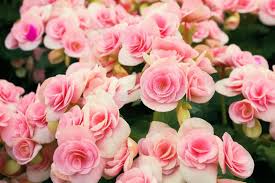 Pink White Begonia Flower Seeds for Planting – Wildflower Mix, Heirloom & Non-GMO Organic Garden Seeds