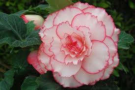 Pink White Begonia Flower Seeds for Planting – Wildflower Mix, Heirloom & Non-GMO Organic Garden Seeds