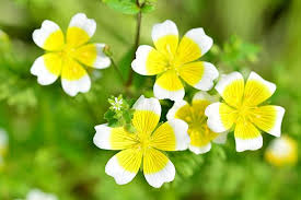 White Yellow Limnanthes Douglasii Flower Seeds for Planting – Seasonal Bloomer, Heirloom & Non-GMO Seeds for Home Garden