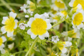 White Yellow Limnanthes Douglasii Flower Seeds for Planting – Seasonal Bloomer, Heirloom & Non-GMO Seeds for Home Garden