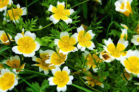 White Yellow Limnanthes Douglasii Flower Seeds for Planting – Seasonal Bloomer, Heirloom & Non-GMO Seeds for Home Garden