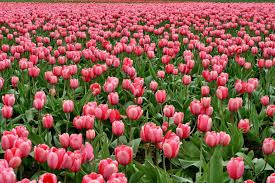 Tulip Flower Seeds for Planting - Long Bloom Season, Heirloom, Non-GMO & High Germination Garden Seeds, 100pcs
