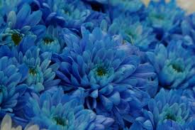 Purple Blue Chrysanthemum Flower Seeds for Planting | Heirloom Non-GMO Organic Garden Seeds | Compact Growth, 100pcs
