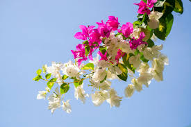 Bougainvillea Flower Seeds for Planting - Colorful Display, Heirloom, Non-GMO &amp; High Germination Garden Seeds, 100pcs