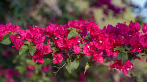 Bougainvillea Flower Seeds for Planting - Colorful Display, Heirloom, Non-GMO &amp; High Germination Garden Seeds, 100pcs