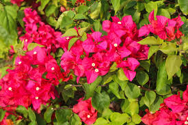 Bougainvillea Flower Seeds for Planting - Colorful Display, Heirloom, Non-GMO &amp; High Germination Garden Seeds, 100pcs