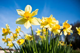 Narcissus Flower Seeds for Planting - Cut Flower Favorite, Heirloom, Non-GMO & High Germination Garden Seeds, 100pcs