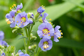 Blue Polemonium Flower Seeds for Planting – Sun Loving, Heirloom, Non-GMO & Organic Garden Seeds