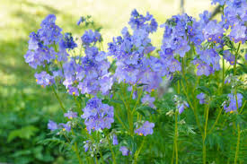 Blue Polemonium Flower Seeds for Planting – Sun Loving, Heirloom, Non-GMO & Organic Garden Seeds