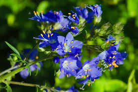 Blue Polemonium Flower Seeds for Planting – Sun Loving, Heirloom, Non-GMO & Organic Garden Seeds