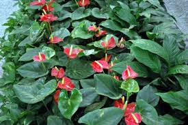 Anthurium Flower Seeds for Planting - Easy to Grow, Heirloom, Non-GMO & High Germination Garden Seeds, 100pcs