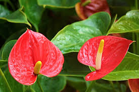 Anthurium Flower Seeds for Planting - Easy to Grow, Heirloom, Non-GMO & High Germination Garden Seeds, 100pcs