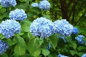 Hydrangea Flower Seeds for Planting - Hardy Variety, Heirloom, Non-GMO & High Germination Garden Seeds, 100pcs