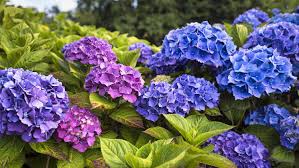 Hydrangea Flower Seeds for Planting - Hardy Variety, Heirloom, Non-GMO & High Germination Garden Seeds, 100pcs