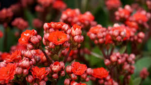 Kalanchoe Flower Seeds for Planting - Perfect for Borders, Heirloom, Non-GMO & High Germination Garden Seeds, 100pcs