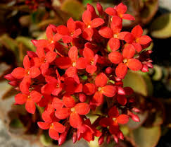 Kalanchoe Flower Seeds for Planting - Perfect for Borders, Heirloom, Non-GMO & High Germination Garden Seeds, 100pcs