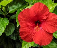Hibiscus Flower Seeds for Planting - Compact Growth, Heirloom, Non-GMO & High Germination Garden Seeds, 100pcs