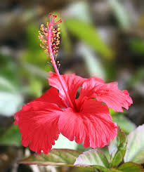 Australian Rosella Hibiscus Flower Seeds for Planting | Heirloom Non-GMO Organic Garden Seeds | Colorful Display, 100pcs