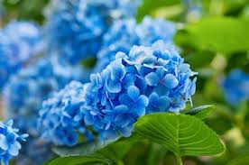 Hydrangea Flower Seeds for Planting - Compact Growth, Heirloom, Non-GMO & High Germination Garden Seeds, 100pcs