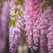 Pink Wisteria Flower Seeds for Planting - Bright Blooms, Heirloom, Non-GMO & High Germination Garden Seeds, 100pcs