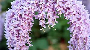 Pink Wisteria Flower Seeds for Planting - Bright Blooms, Heirloom, Non-GMO & High Germination Garden Seeds, 100pcs